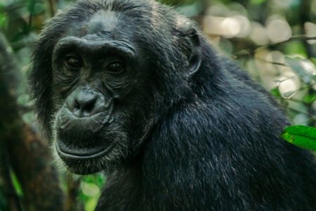 What are some of the Health rules in Gorilla Parks?