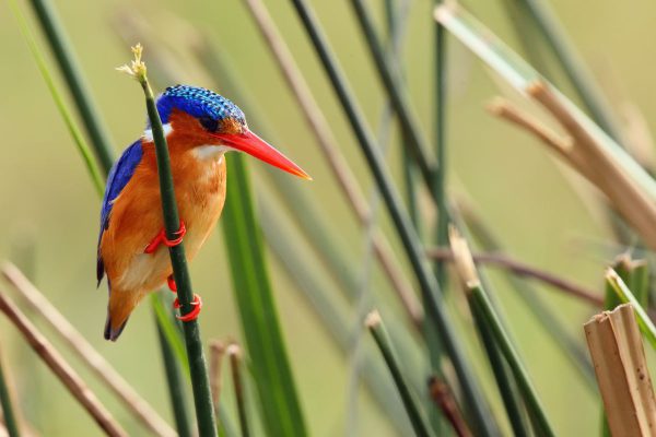 Shoebill – Mabamba tour – Bird watching