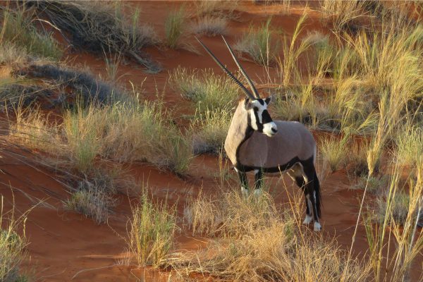 Adventure and Hiking safari