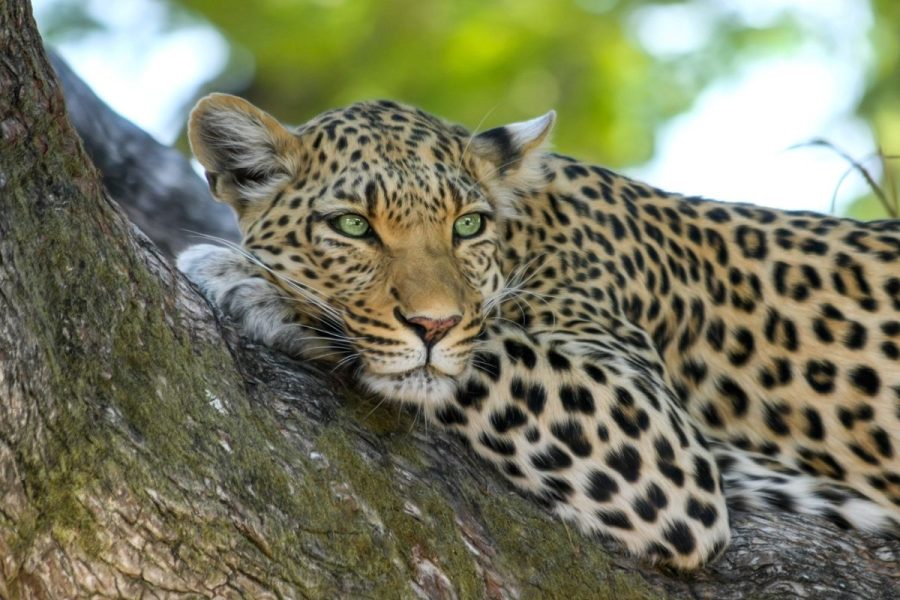 Gems of Botswana by air
