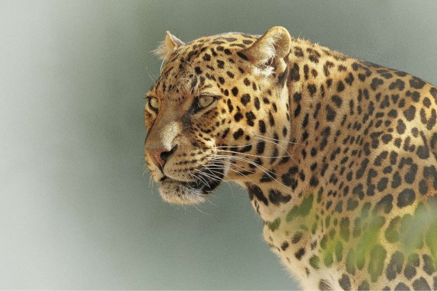 Moremi camping safari – Enchanting Bostwana