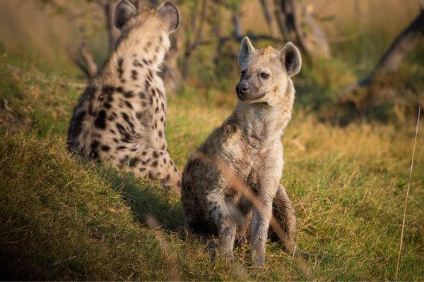 Magnificent South Africa Safari