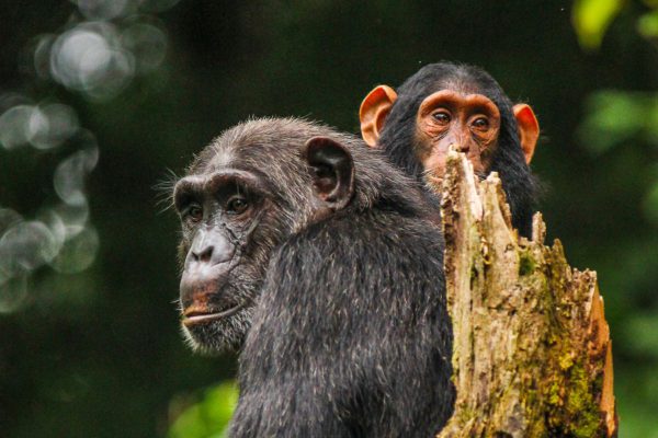 Ngamba Island Chimpanzee sanctuary tour