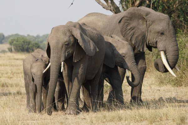 7 Days Of The Best Of Uganda Wildlife Safari