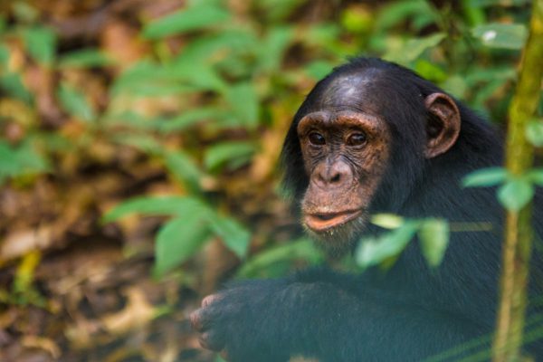 7 Days Of Wildlife And Primate Safari Rwanda