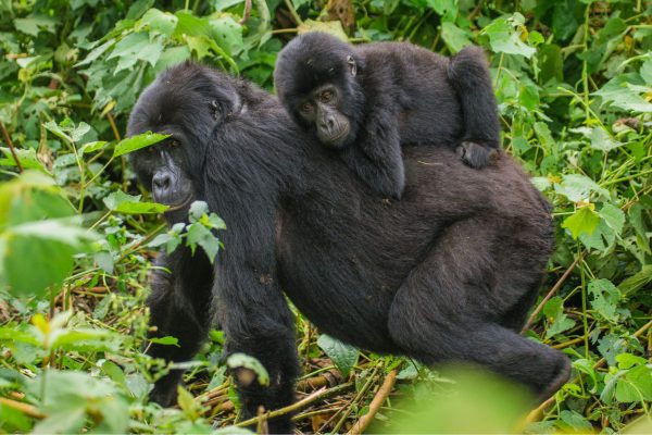 Mountain Gorillas, Jewels of Uganda
