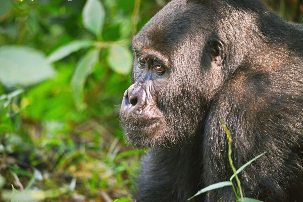 3 Days Of Gorilla Safari Rwanda