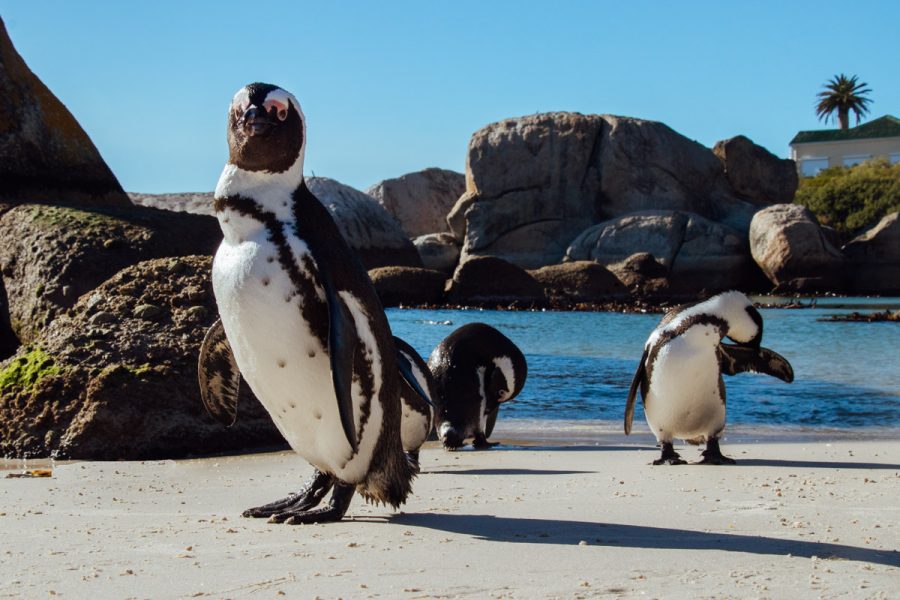 Best of South Africa safari and sea